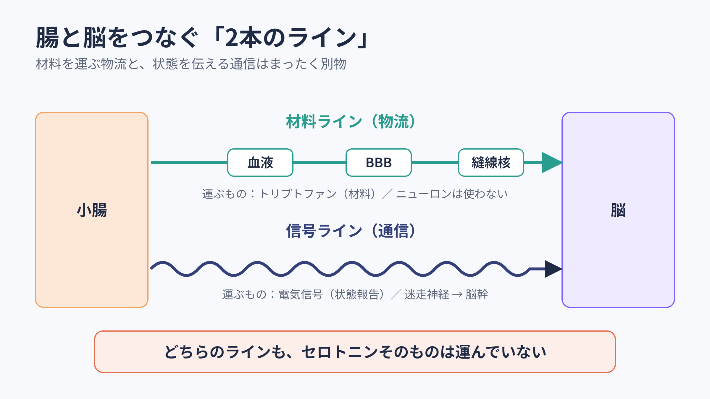 腸と脳をつなぐ材料ラインと信号ライン