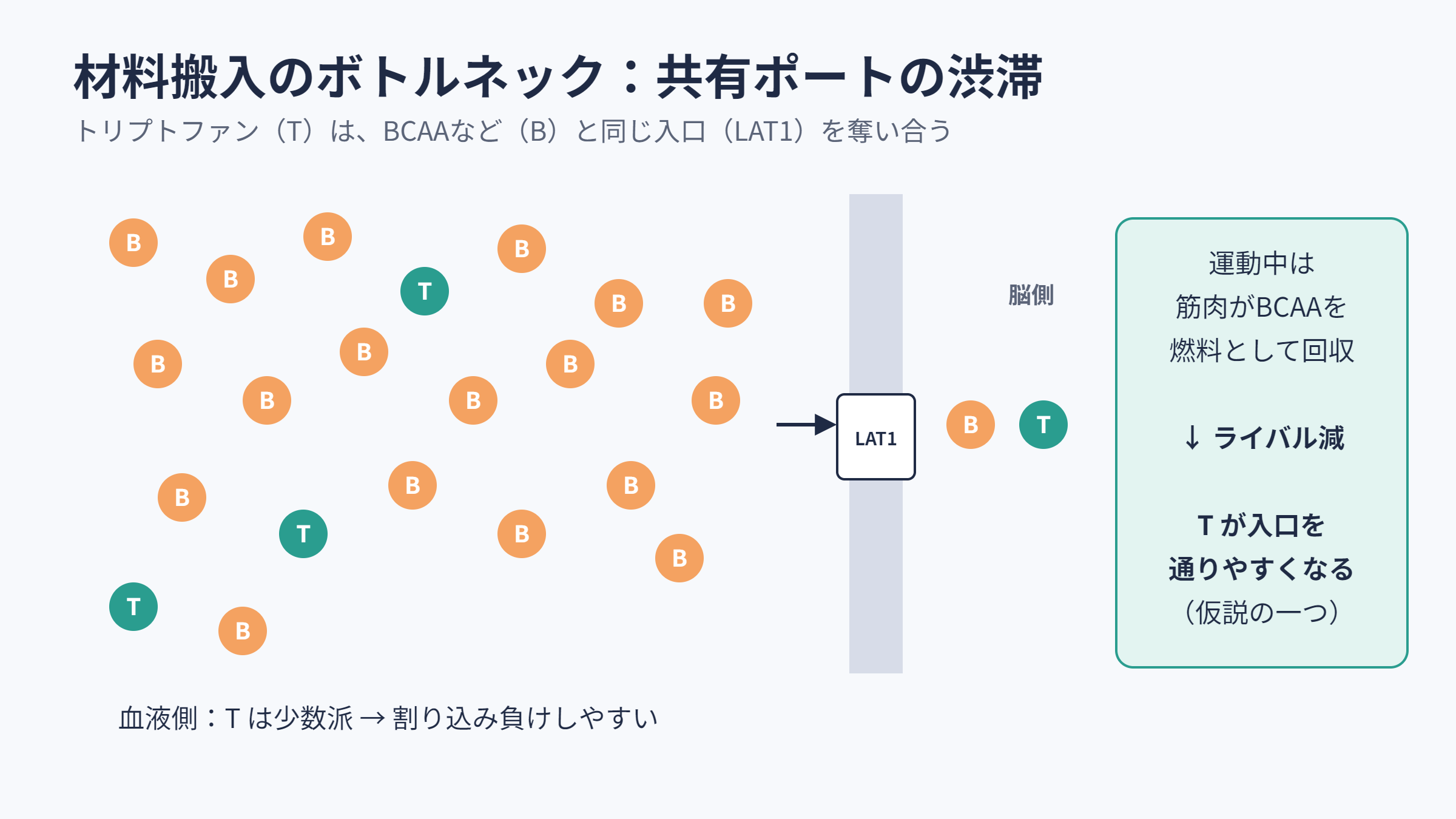 共有ポートLAT1でのトリプトファンとBCAAの渋滞