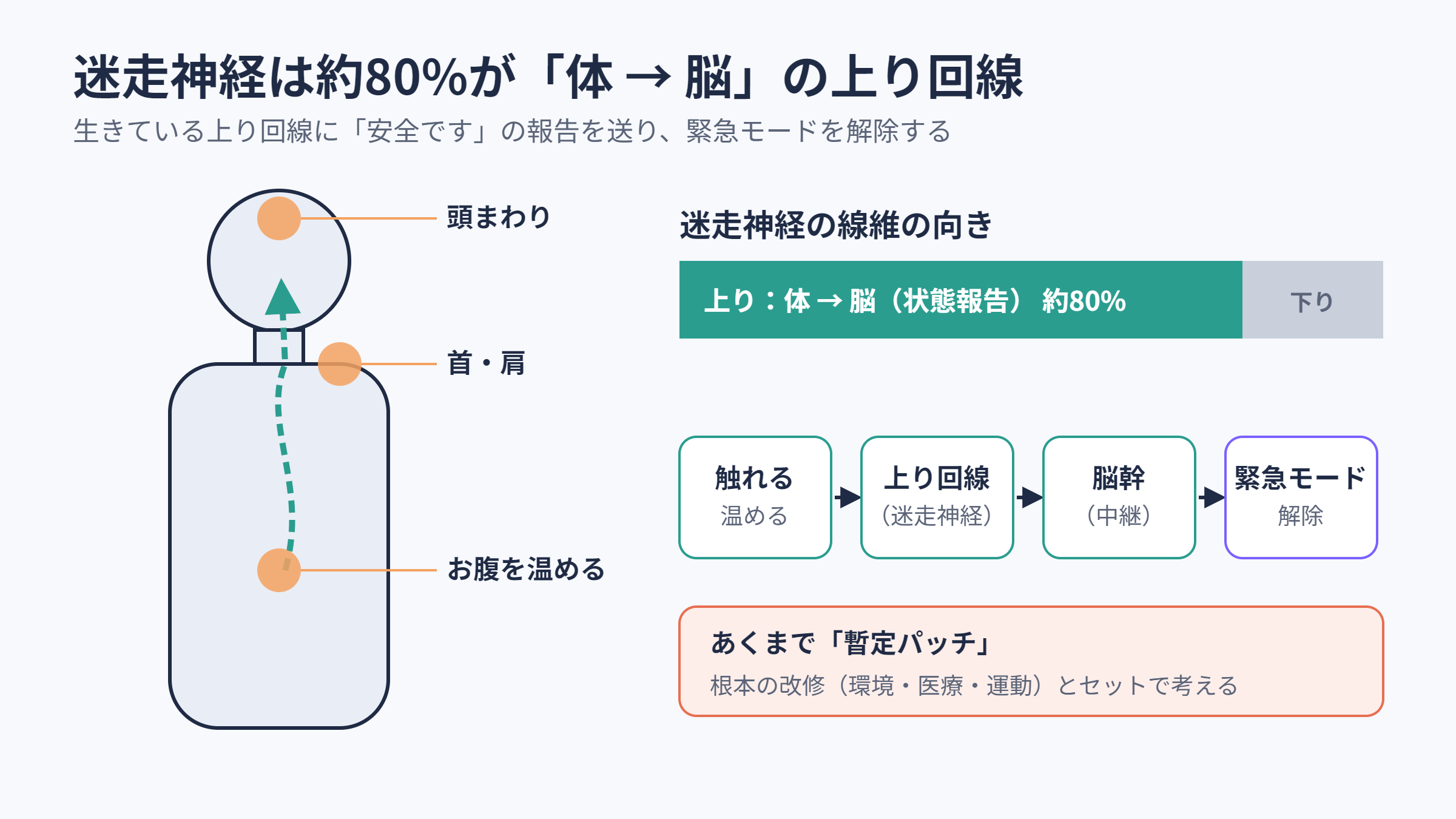 迷走神経の上り回線とマッサージのポイント