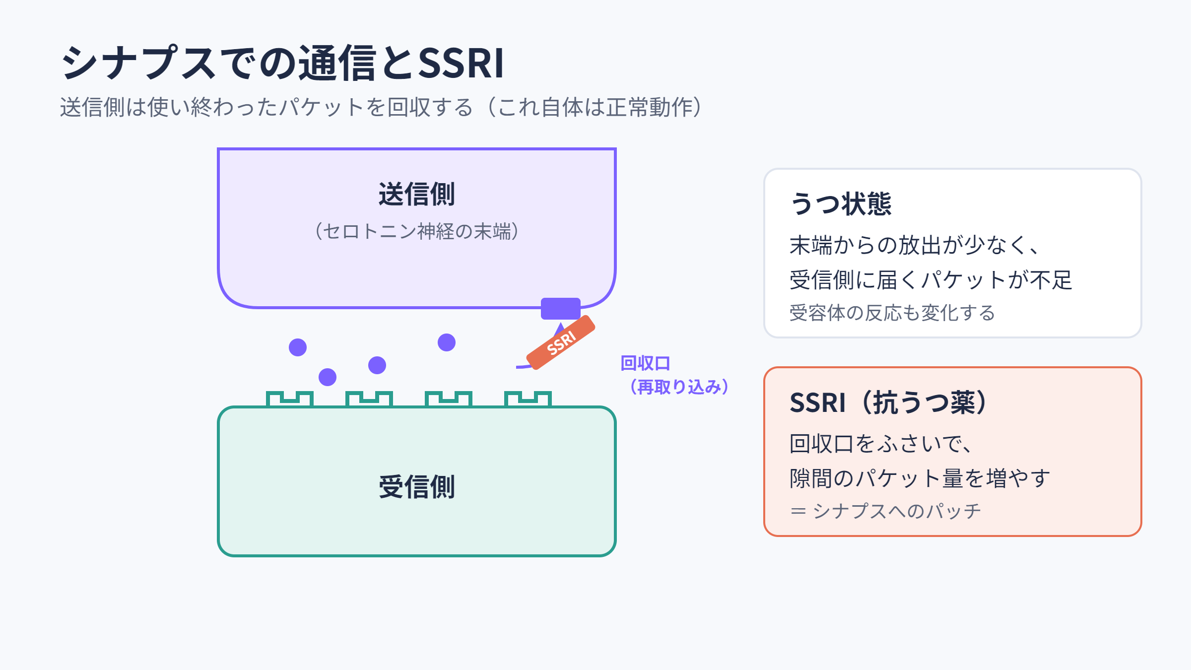 シナプスでの通信とSSRIの仕組み