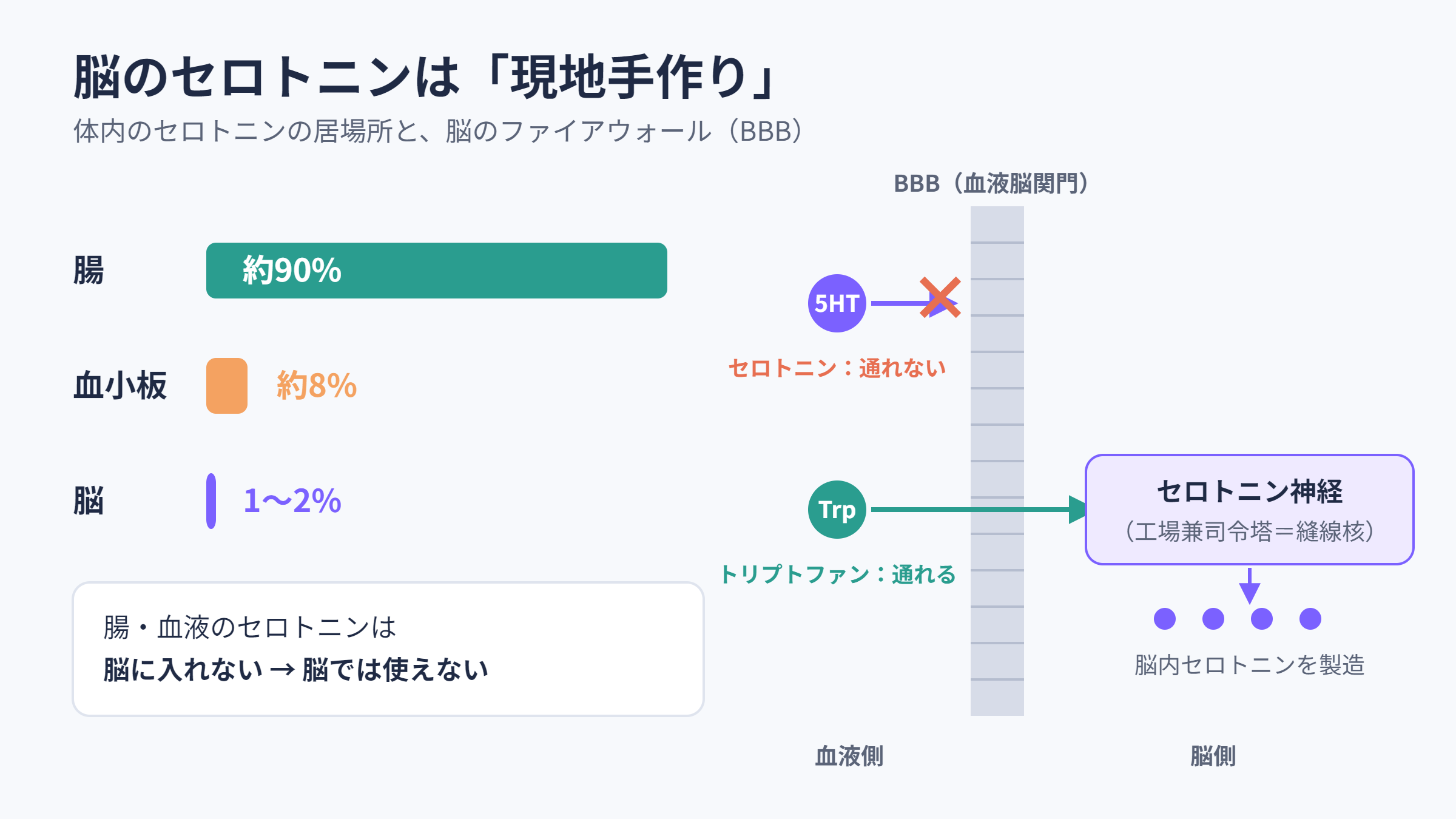 脳のセロトニンは現地手作り。血液脳関門はトリプトファンだけを通す