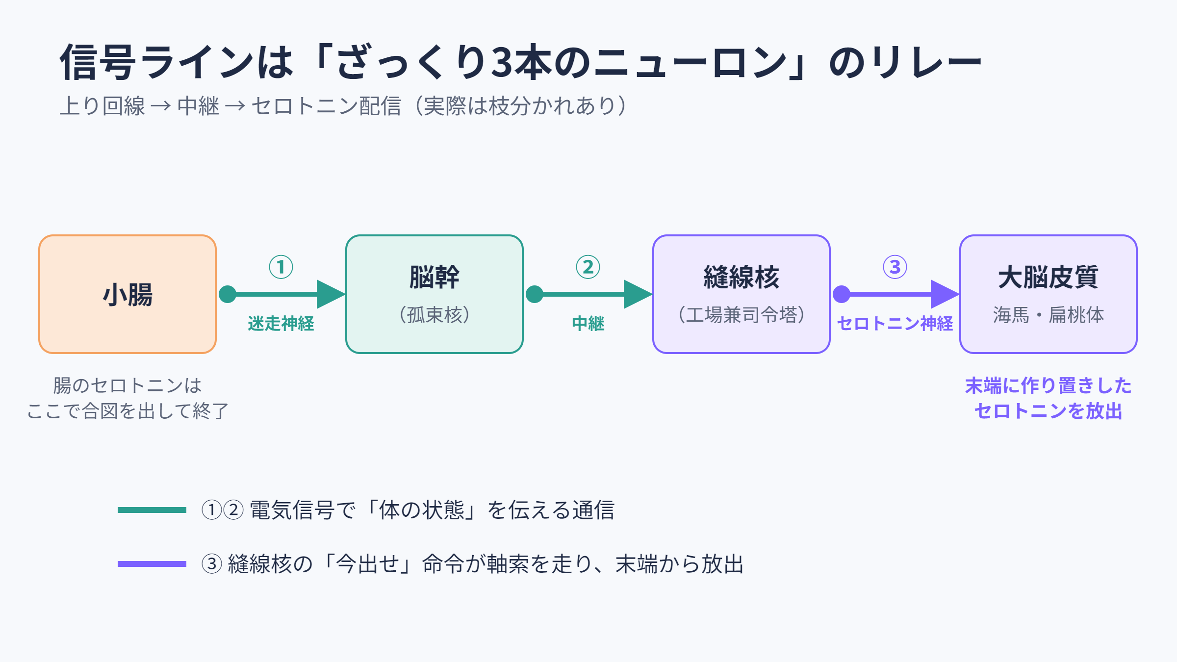 信号ラインは3本のニューロンのリレー