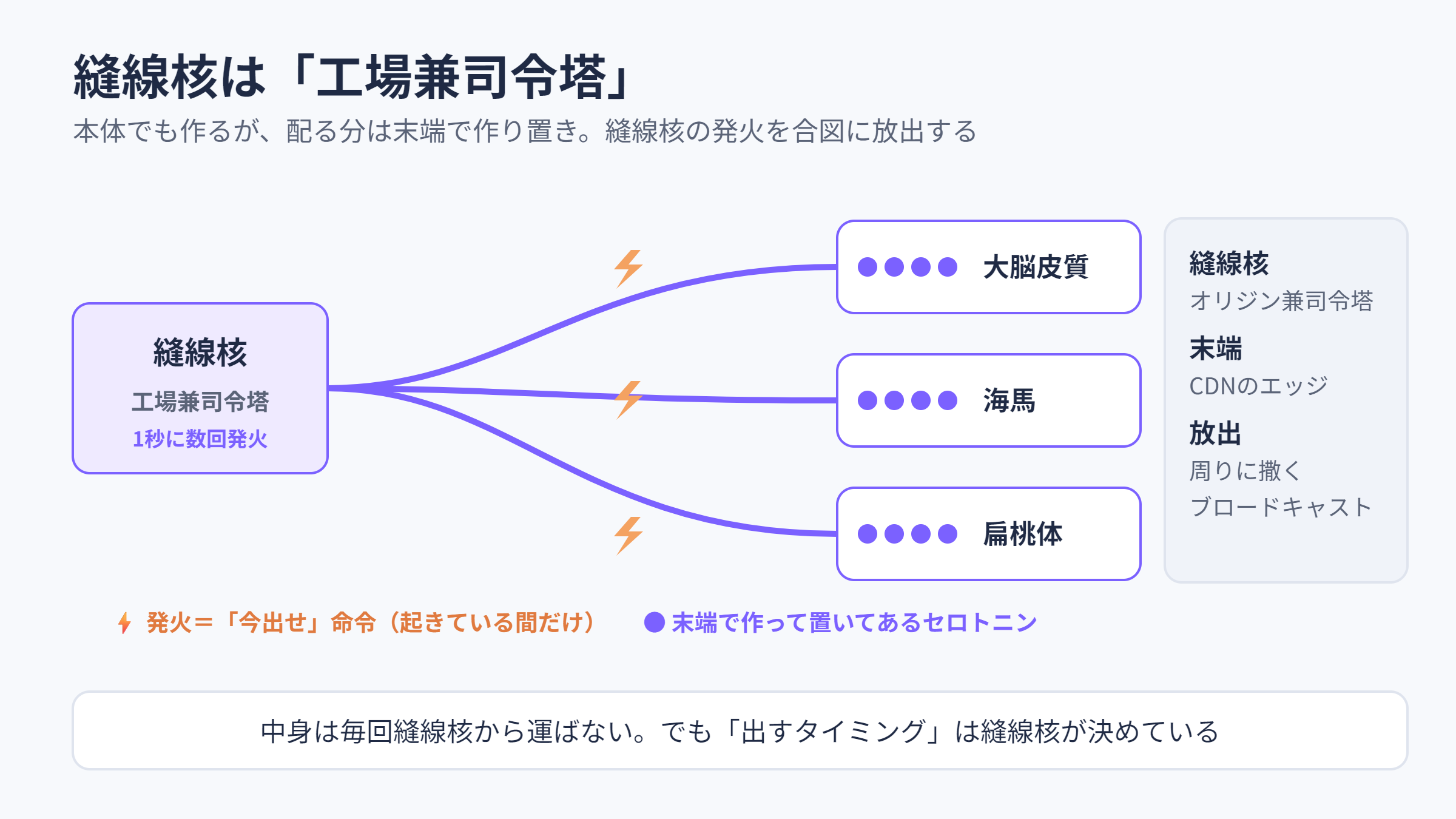 縫線核は工場兼司令塔。配る分のセロトニンは末端で作り置きされ、発火で放出される